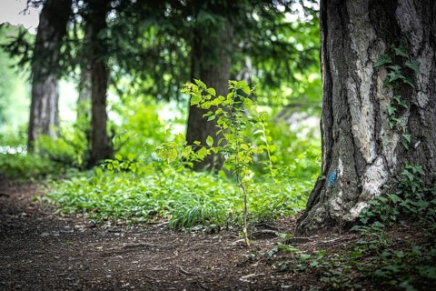 Trees