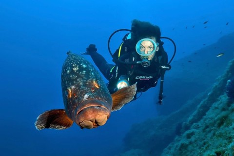 Dusky grouper