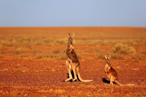 Red Kangaroo