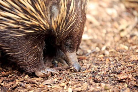 Echidna