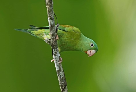 Orange-chinned Parakeet