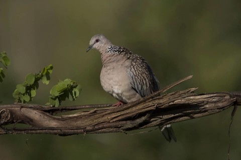 Ceylonensis