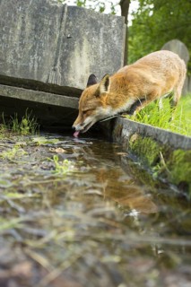 European Red Fox