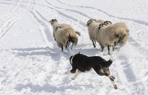 Domestic dog