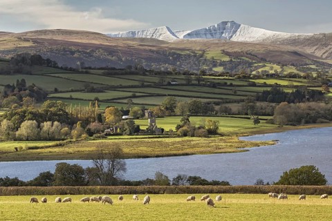View of sheep grazing