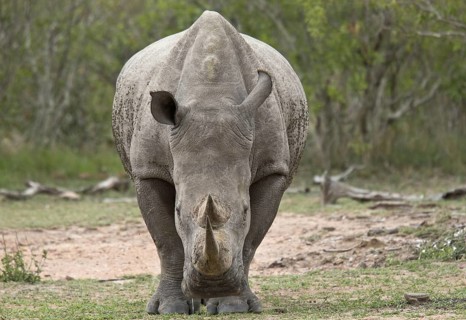 White Rhinoceros
