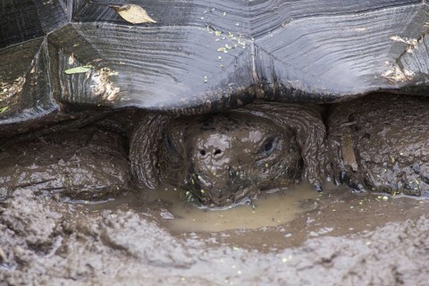 Testudo elephantopus porteri porteri porteri