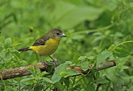 Ramphocelus flammigerus icteronotus