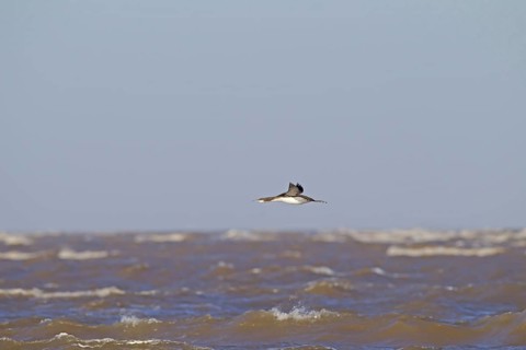 Black-throated Diver