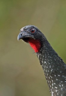 Dusky-legged Guan