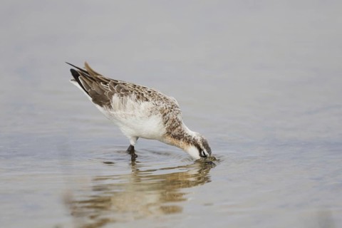Wilson's Phalarope