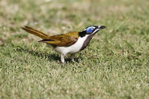 Blue-faced Honeyeater