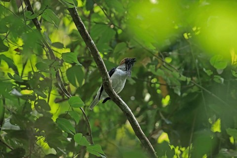 Bearded Bellbird