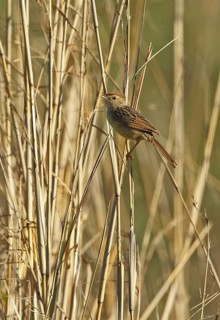 Wailing Cisticola