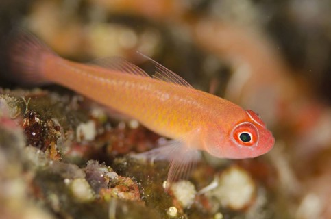 Coral Goby