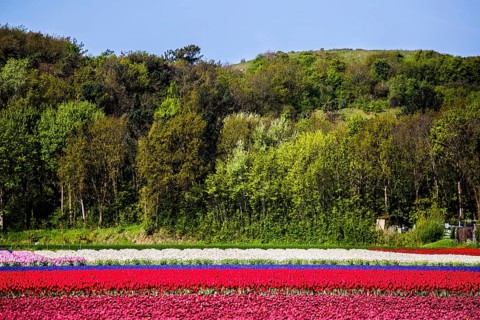 Flowering tulip fields