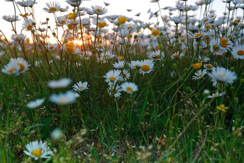 Blur experiment on a flowering meadow in summer