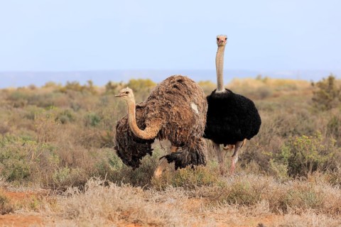 South African Ostrich