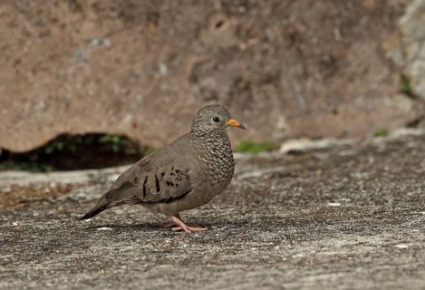 Stock Dove