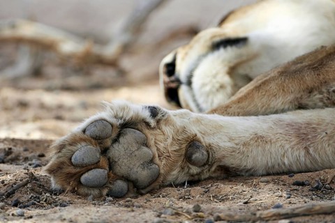 Transalvaal Lion