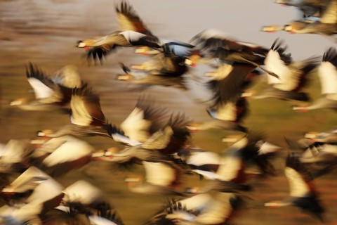 Grey Crowned-crane
