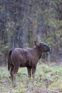 Gaur