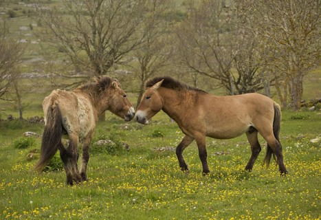 Przewalski's Horse