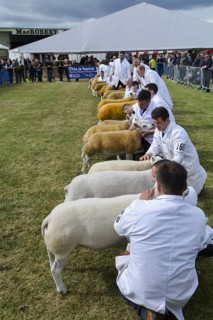 Beltex Sheep