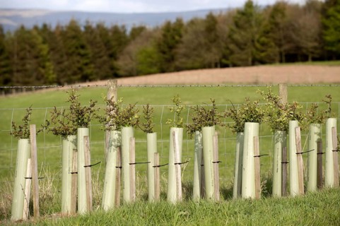 Young hedges growing