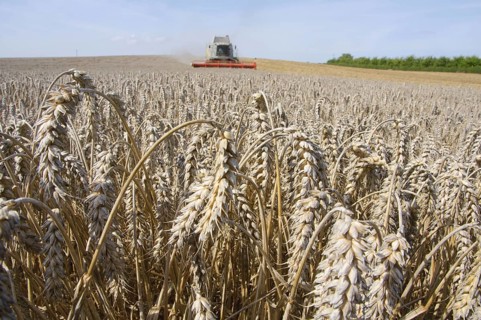 Wheat
