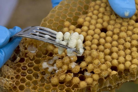 Western honey bee