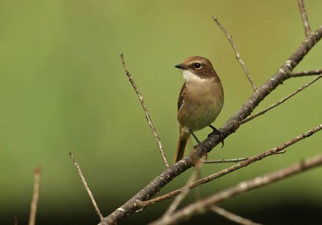 Grey Wheatear