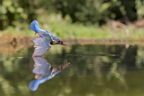 Common Kingfisher