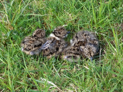 Northern Lapwing