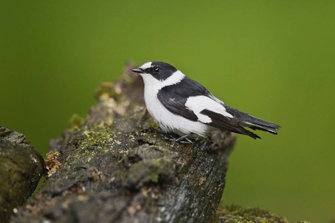 Collared flycatcher