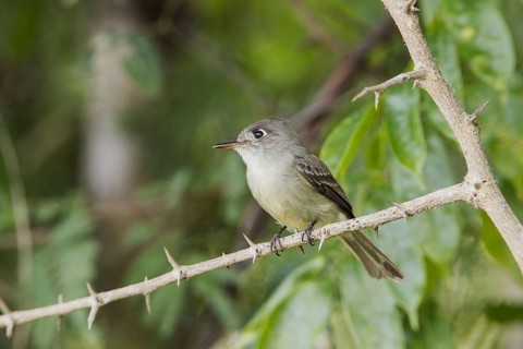 Brown-bellied Flycatcher