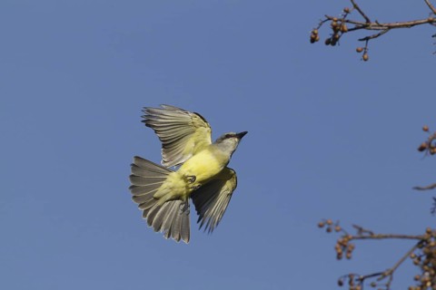Couch's Kingbird