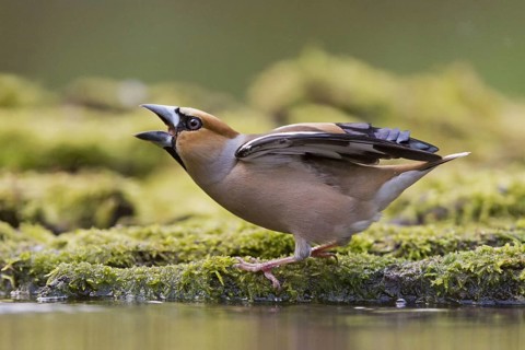 Hawfinch