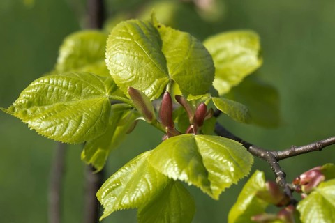 Young leaves of a small leaved lime tree