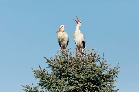 Weissstorchen Paar steht waehrend der Paarungszeit in ihrem Nest inmitten der Baumkrone einer grossen Fichte