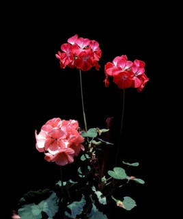 Pelargonium flower in Udhagamandalam or Ooty