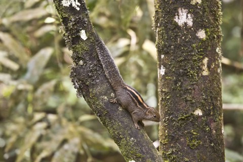 Layard's Palm Squirrel
