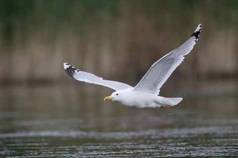 Caspian Gull