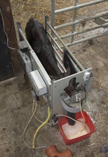 Aberdeen cattle