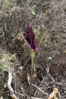 Arum dracunculus