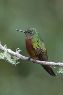 Fire-bellied Hummingbird
