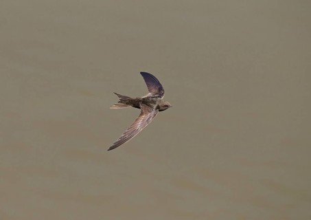 Common Swift