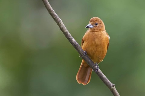 White-lined Tanager