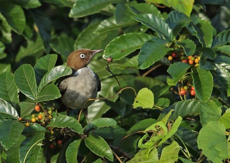 White-eyed thrush