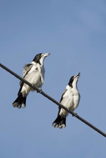 Grey Butcherbird